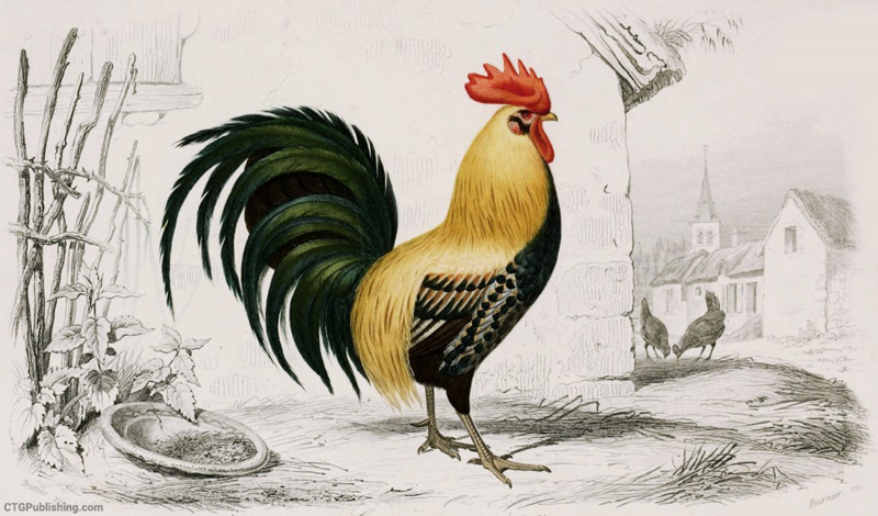 rooster illustration by edouard travies شعر خروس زری